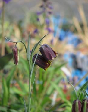 Fotografia 4 da espécie Fritillaria pyrenaica no Jardim Botânico UTAD