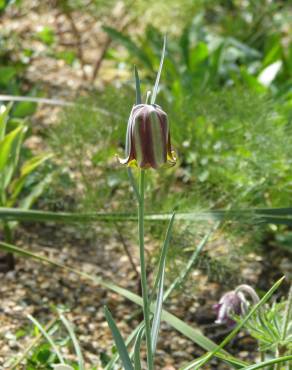 Fotografia 5 da espécie Fritillaria pyrenaica no Jardim Botânico UTAD