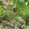 Fotografia 5 da espécie Fritillaria pyrenaica do Jardim Botânico UTAD