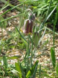 Fotografia da espécie Fritillaria pyrenaica