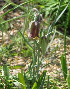 Fotografia 7 da espécie Fritillaria pyrenaica no Jardim Botânico UTAD