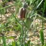 Fotografia 7 da espécie Fritillaria pyrenaica do Jardim Botânico UTAD