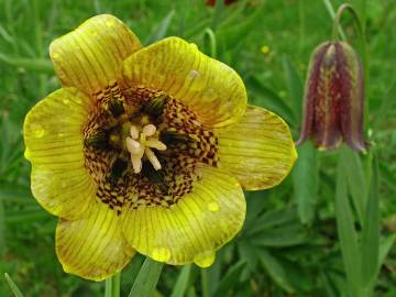 Fotografia da espécie Fritillaria pyrenaica