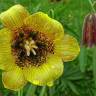 Fotografia 8 da espécie Fritillaria pyrenaica do Jardim Botânico UTAD