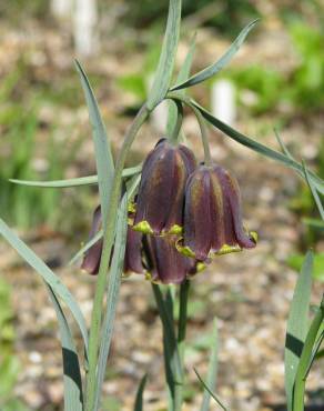 Fotografia 9 da espécie Fritillaria pyrenaica no Jardim Botânico UTAD