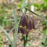 Fotografia 9 da espécie Fritillaria pyrenaica do Jardim Botânico UTAD