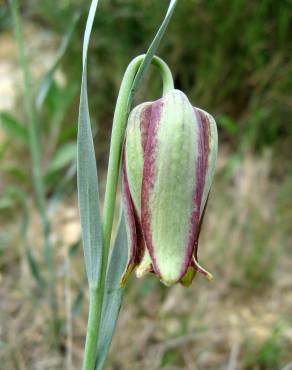 Fotografia 10 da espécie Fritillaria pyrenaica no Jardim Botânico UTAD