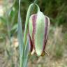 Fotografia 10 da espécie Fritillaria pyrenaica do Jardim Botânico UTAD