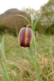 Fotografia da espécie Fritillaria pyrenaica