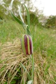 Fotografia da espécie Fritillaria pyrenaica