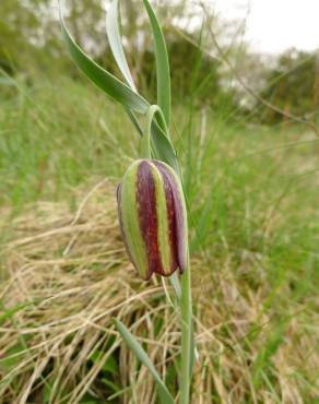 Fotografia 12 da espécie Fritillaria pyrenaica no Jardim Botânico UTAD