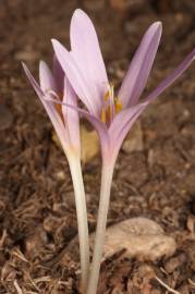 Fotografia da espécie Colchicum multiflorum