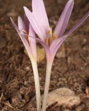 Fotografia da espécie Colchicum multiflorum