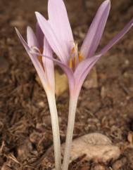 Colchicum multiflorum