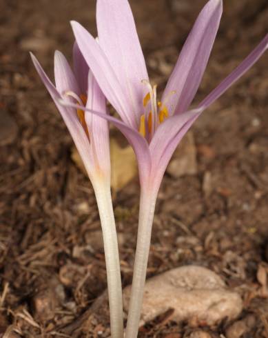 Fotografia de capa Colchicum multiflorum - do Jardim Botânico