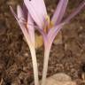 Fotografia 1 da espécie Colchicum multiflorum do Jardim Botânico UTAD