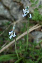 Fotografia da espécie Brimeura amethystina