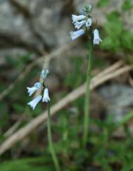 Brimeura amethystina