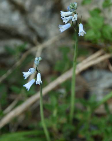 Fotografia de capa Brimeura amethystina - do Jardim Botânico