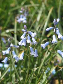 Fotografia da espécie Brimeura amethystina
