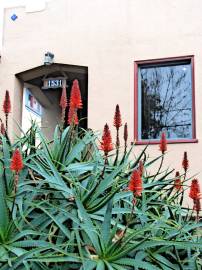 Fotografia da espécie Aloe arborescens