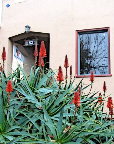 Fotografia de capa Aloe arborescens - do Jardim Botânico