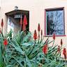 Fotografia 1 da espécie Aloe arborescens do Jardim Botânico UTAD