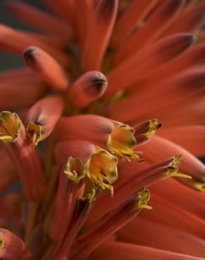 Fotografia 2 da espécie Aloe arborescens no Jardim Botânico UTAD