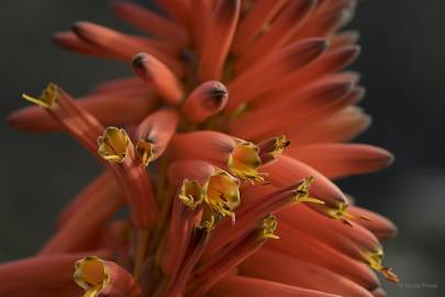 Fotografia da espécie Aloe arborescens
