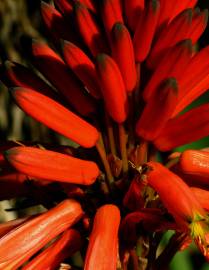 Fotografia da espécie Aloe arborescens