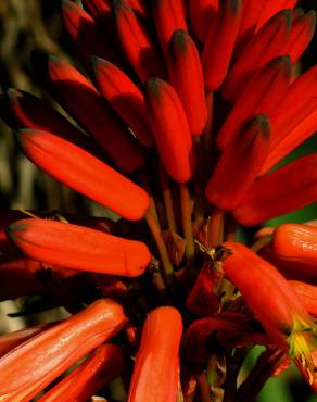 Fotografia 3 da espécie Aloe arborescens no Jardim Botânico UTAD