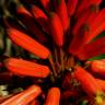 Fotografia 3 da espécie Aloe arborescens do Jardim Botânico UTAD