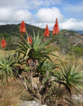 Fotografia 4 da espécie Aloe arborescens no Jardim Botânico UTAD