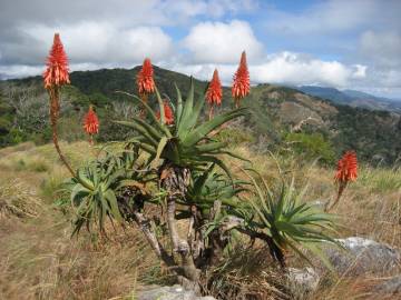 Fotografia da espécie Aloe arborescens