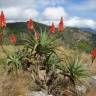Fotografia 4 da espécie Aloe arborescens do Jardim Botânico UTAD