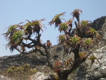 Fotografia da espécie Aloe arborescens