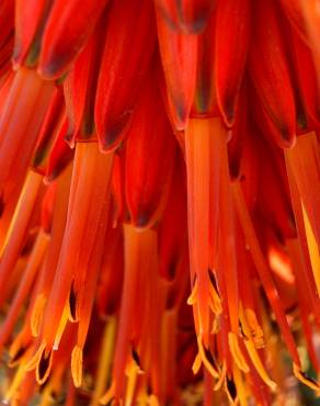 Fotografia 6 da espécie Aloe arborescens no Jardim Botânico UTAD