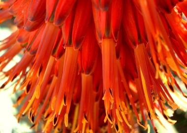 Fotografia da espécie Aloe arborescens