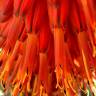 Fotografia 6 da espécie Aloe arborescens do Jardim Botânico UTAD