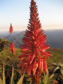 Fotografia da espécie Aloe arborescens