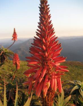 Fotografia 8 da espécie Aloe arborescens no Jardim Botânico UTAD
