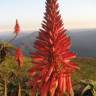 Fotografia 8 da espécie Aloe arborescens do Jardim Botânico UTAD