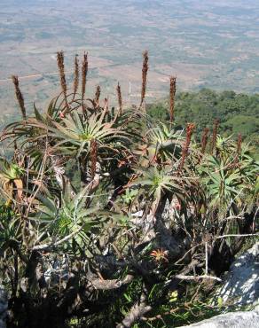 Fotografia 9 da espécie Aloe arborescens no Jardim Botânico UTAD