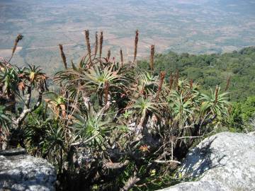 Fotografia da espécie Aloe arborescens