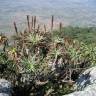Fotografia 9 da espécie Aloe arborescens do Jardim Botânico UTAD
