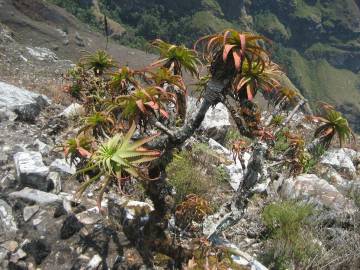 Fotografia da espécie Aloe arborescens