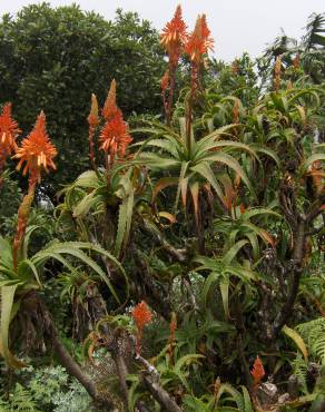 Fotografia 11 da espécie Aloe arborescens no Jardim Botânico UTAD