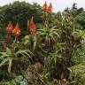 Fotografia 11 da espécie Aloe arborescens do Jardim Botânico UTAD