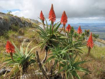 Fotografia da espécie Aloe arborescens