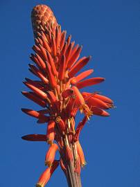 Fotografia da espécie Aloe arborescens